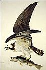 John James Audubon Osprey painting